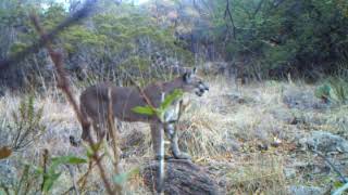 A Big Bend Mountain Lion  Stalking and Video Capturing a Cougar in the Wild  West Texas Wonders TX [upl. by Michi]