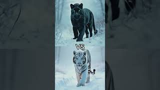 Black Panther vs White Animals snake Lion Tiger polarbear animals tiger panther whitetiger [upl. by Burkhard]