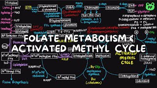 Folate Metabolism amp Activated Methyl Cycle  Nitrogen Metabolism 06  Biochemistry  PP Notes [upl. by Lew274]