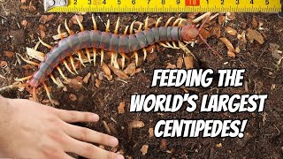 GIANT CENTIPEDE PET FEEDING Scolopendra gigantea [upl. by Yrome713]