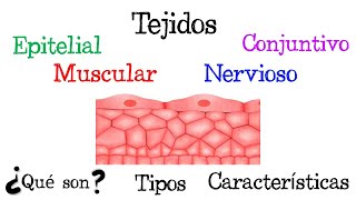 🍖 ¿Qué son los Tejidos 🍖 Tipos y Características Fácil y Rápido  FÍSICA [upl. by Mohkos]