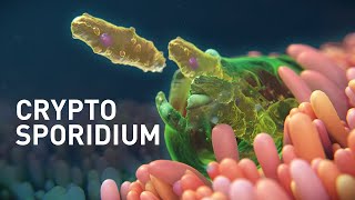 Cryptosporidium Infected Organoids  Mechanism of Disease Animation [upl. by Nnaassilem]