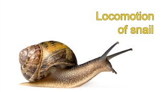 Locomotion of Snail [upl. by Polash907]