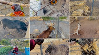 Animal Zoo Tour In Cyprus 🇨🇾 Punjabi vlog  Cyprus 🇨🇾 ale [upl. by Nytsirc988]