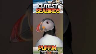 Secrets of the Cutest Seabird Puffins WildlifeConservation oliverhayden wildlife [upl. by Otes]