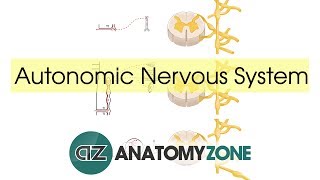 Autonomic Nervous System Introduction [upl. by Eilac]