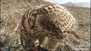 Hunting with goshawksHow fast is a Goshawkalbidus goshawkfalconry birdhunting carhawk [upl. by Alyose384]