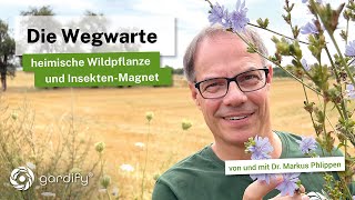 Die Wegwarte  Heimische Wildpflanze Kaffee  Ersatz und Insektenmagnet Wildform von Chicorée [upl. by Nwahsal]