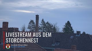 Die Storchenkamera in Winsen Aller  Livestream [upl. by Normie859]