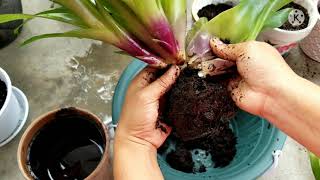 bromeliads bromeliad How to care and propagate Bromeliad [upl. by Rosie]