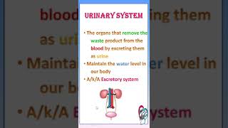 TIPS 11 URINARY SYSTEM TAMIL INTRODUCTION FUNCTION PARTS [upl. by Annoyek]