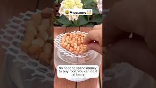 Tips to help plants stay healthy and diseasefreeshorts garden gardeing gardeing shortsfeed [upl. by Kemppe]