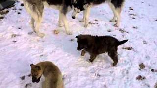 Caya and Chaos playing with the big dogs Siberian huskies [upl. by Goggin]