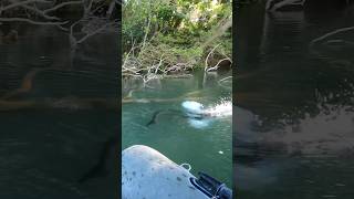 Violent catfish attack but i miss it😱🫣😤 fishing catfish catfishfish bigcatfish babycatfish [upl. by Sachs607]