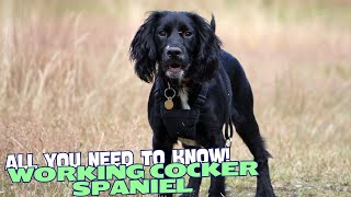 What Is a Working Cocker Spaniel🐕✨ [upl. by Notfa]