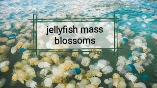 Jellyfish Mass Blooms rosellureta [upl. by Voss4]