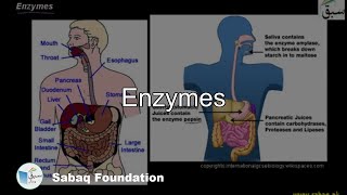 Enzymes Biology Lecture  Sabaqpk [upl. by Swaine]