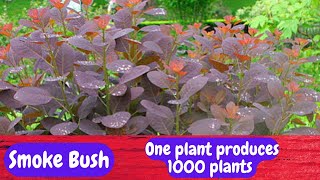 My Smoke Trees Birth to 100 Babies smokebush [upl. by Casi]