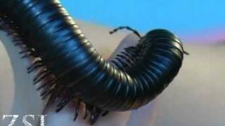 Giant Millipede  Close Up [upl. by Aldos997]