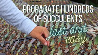 The Easiest and Fastest way to Propagate HUNDREDS of Succulents [upl. by Hofstetter470]