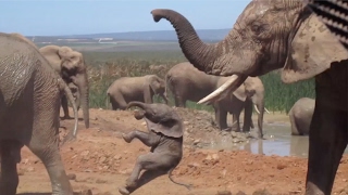 Baby Elephant Being Thrown Around By Bull [upl. by Dranel373]