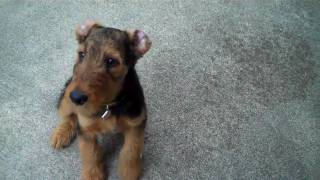 AIREDALE PUPPY AT 12 WEEKS [upl. by Arabel276]