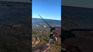 CAMBIAR de SEÑUELOS CONSTANTEMENTE es una de las CLAVES PARA ESCAR MÁS‼️pesca fishing shorts [upl. by Carlie83]