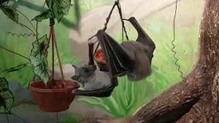 The eating Egyptian fruit bats [upl. by Wakeen]