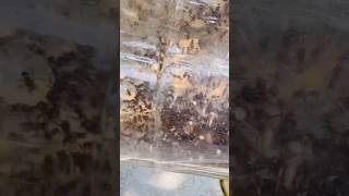 Cheruthenicha part 1 division stinglessbees stingless bee beekeeper farming honey beefarming [upl. by Ahcim]