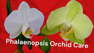 Phalaenopsis Orchid Care  How to water amp fertilise [upl. by Ahmad152]