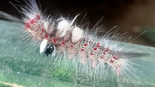 Brown tussock moth caterpillar [upl. by Leelahk]