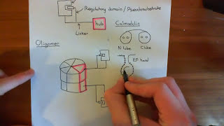 CalciumCalmodulin Dependent Kinase II Part 1 [upl. by Iur]