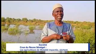 Walaldé  Les agriculteurs voient toute leur production agricole jetée en pâture [upl. by Notnerb]