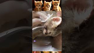 Removal of flying larvae on the chin of a gray kitten with great pain removal [upl. by Cynthea]