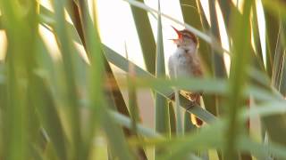 Australian ReedWarbler [upl. by Atires]