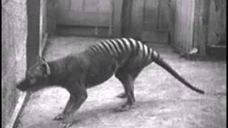 Historical thylacine Tasmanian Tiger film 4  Beaumaris Zoo Hobart 1933 [upl. by Oisangi845]