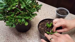 How to propagate a Jade Plant [upl. by Sargent701]