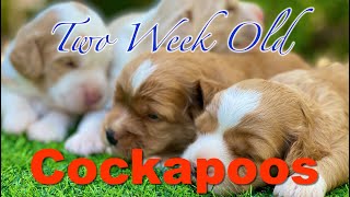 Two Week Old Cockapoo Puppies [upl. by Ponzo]