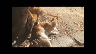 Egyptian cat family live part 1new pets videoفيديو جديد عائلة القطط المشمشية [upl. by Miko]