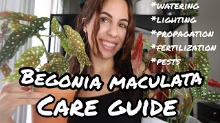 The COMPLETE How to care for Begonia maculata Wightii [upl. by Aciretehs]