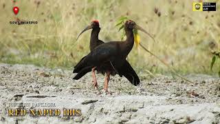 Red naped Ibis [upl. by Lorant]