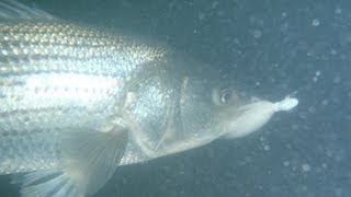 Bucktail Fishing for Striped Bass  Bay Bucktailing [upl. by Buseck]