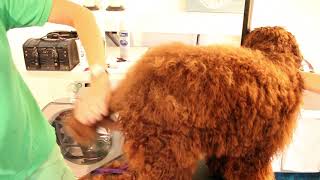 Royal Diamond Labradoodles The Hand Scissor Cut on Trimming the Tailmov [upl. by Gnod]