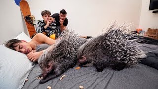 PORCUPINE WAKE UP PRANK ON BROTHER [upl. by Harness]