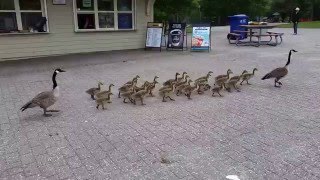 Canada geese walking their goslings to school [upl. by Dorthy710]