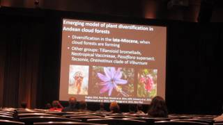 LagomarsinoThe abiotic and biotic drivers of rapid diversification in Andean bellflowers [upl. by Esoryram]