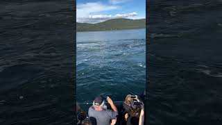 Humpback Whales Bubble Net Feeding [upl. by Iam962]