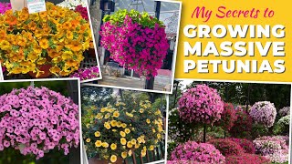 My Secrets to Growing Massive Petunias [upl. by Carree]