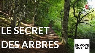 Envoyé spécial Le secret des arbres  26 octobre 2017 France 2 [upl. by Annagroeg390]