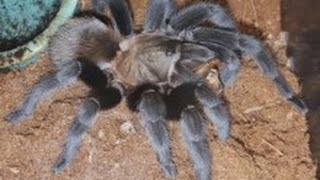 Aphonopelma anaxTexas tan tarantula feeding [upl. by Enaed691]